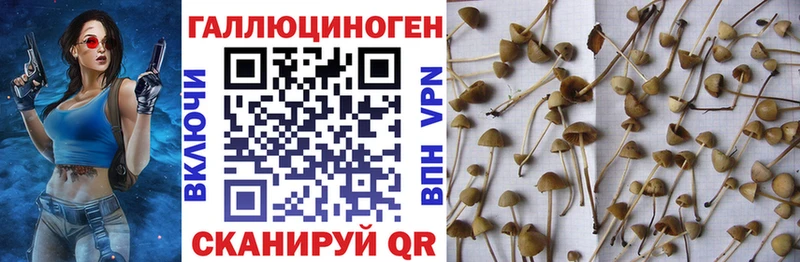 Псилоцибиновые грибы прущие грибы  как найти   Луховицы 